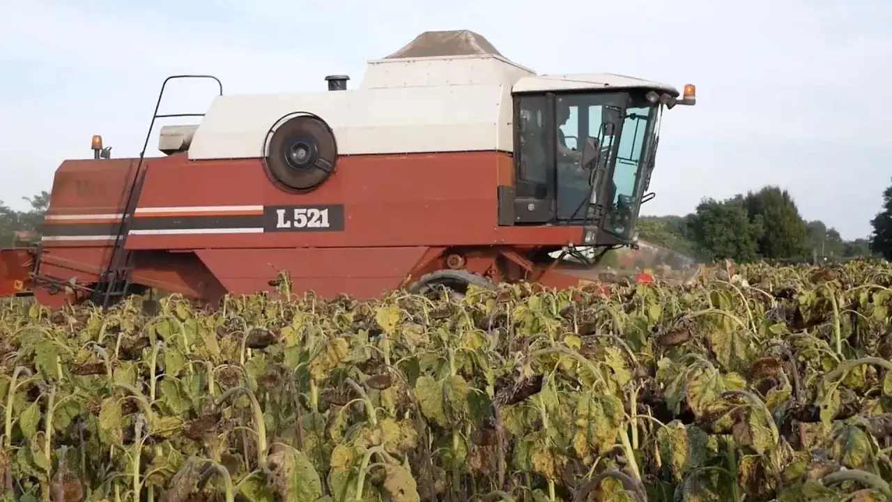 Mietitrebbiatrice L521 in azione, raccoglie un campo di girasoli maturi. La coltivazione è quasi completa.