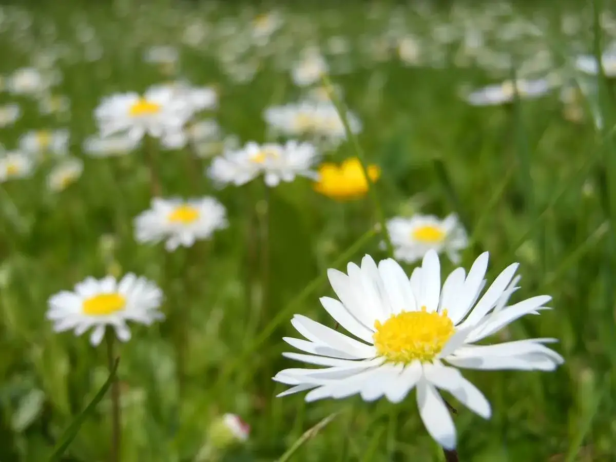 En äng full av svenska blommor, med en tusensköna i förgrunden.