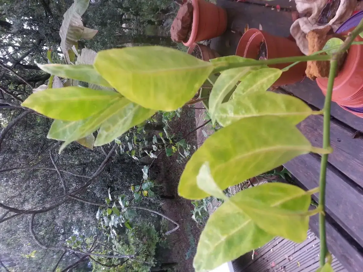Feuilles jaunies d'un citronnier trop arrosé, posé sur un deck en bois.