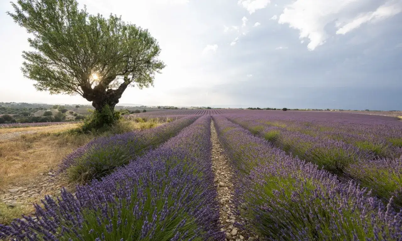 Champ de lavande vraie ou fine s'&eacute;tendant &agrave; perte de vue, sous un arbre noueux et un ciel nuageux.