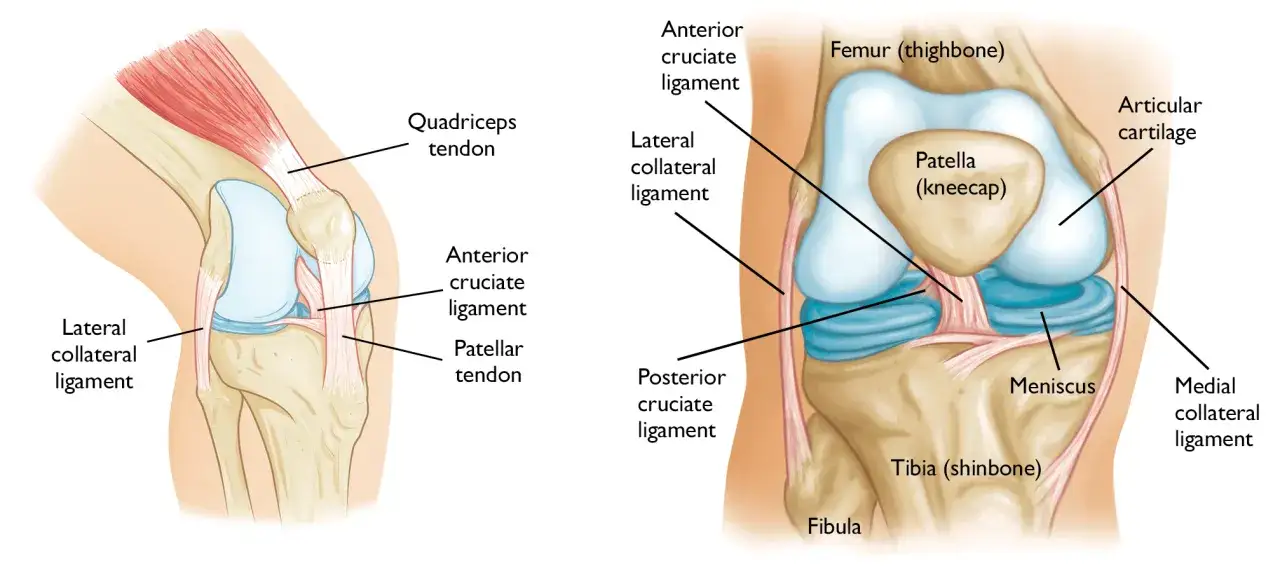 Anatomia kolana z więzadłami, łąkotką i rzepką. Ilustracja pokazuje, co może powodować kłucie w kolanie.