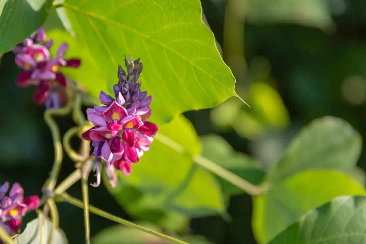 Grappes de fleurs de kudzu, aux teintes violettes et roses, sur fond de feuilles vertes. On dit que le kudzu a de nombreux bienfaits.