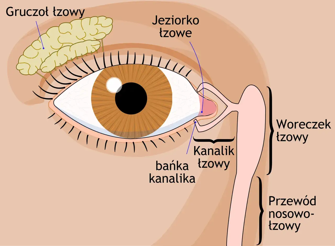 Schemat oka z zaznaczonym gruczołem łzowym, jeziorkiem łzowym i drogami odprowadzania łez. Problemy z tymi strukturami mogą być związane z zespołem Sjögrena.