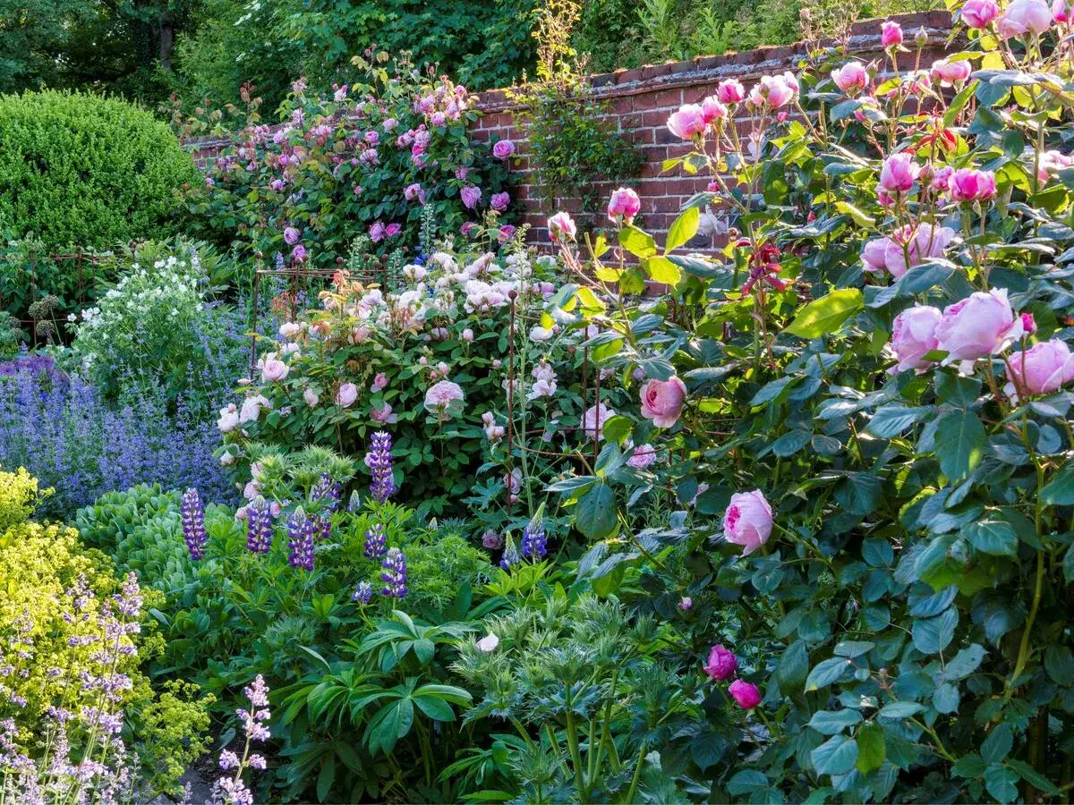 Ein &uuml;ppiger Garten mit vielen rosa Rosen, die an einer Ziegelmauer wachsen. Daneben bl&uuml;hen Lavendel und Lupinen.