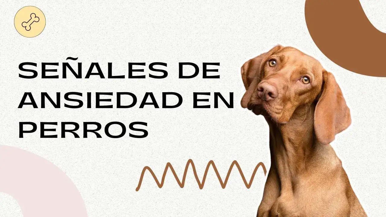 Señales de ansiedad en perros: un can con mirada preocupada y texto que ayuda a identificar si mi perro tiene ansiedad.