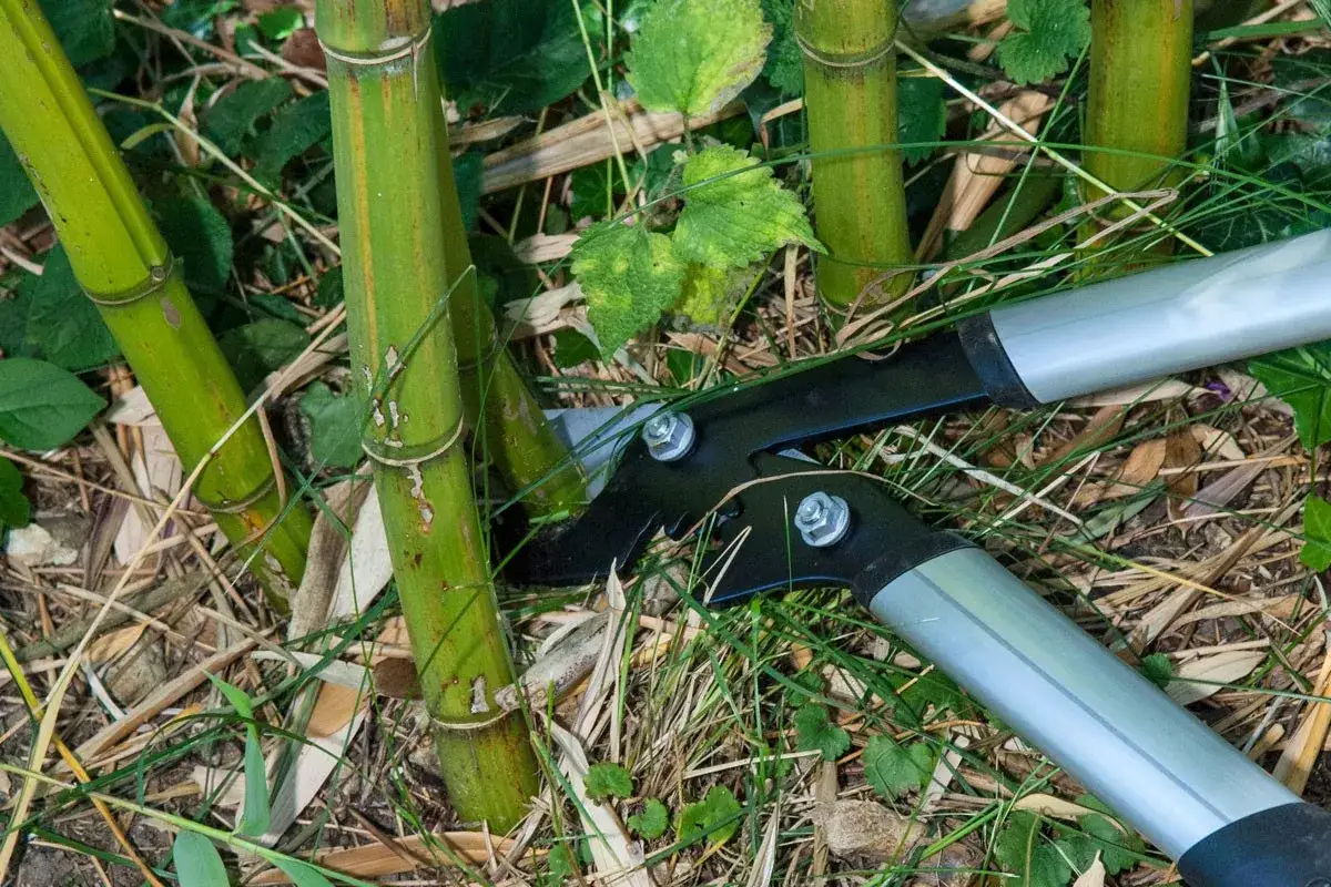 Un sécateur prêt à effectuer la taille bambou. Des tiges vertes et épaisses sont entourées d'herbe et de feuilles mortes.