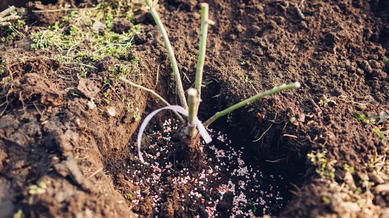 Ein junger Rosenstrauch wird in vorbereitete Erde gepflanzt, umgeben von Düngerkörnchen. Das Umtopfen der Rosen ist im Gange.