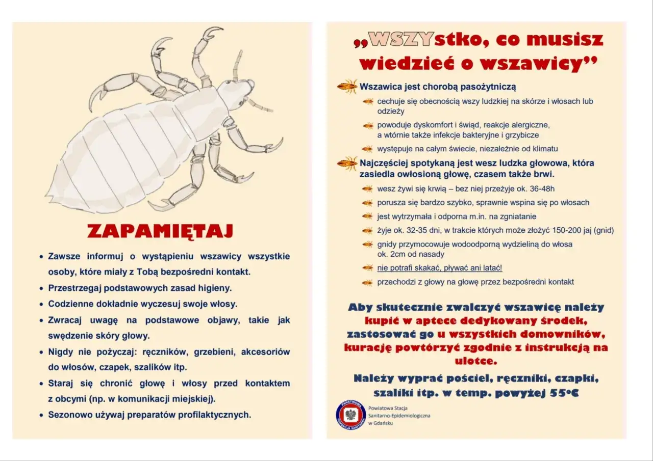 Ilustracja przedstawia wszy ludzkiej, która może powodować wszawicę. Zapamiętaj, jak zapobiegać i zwalczać to schorzenie.