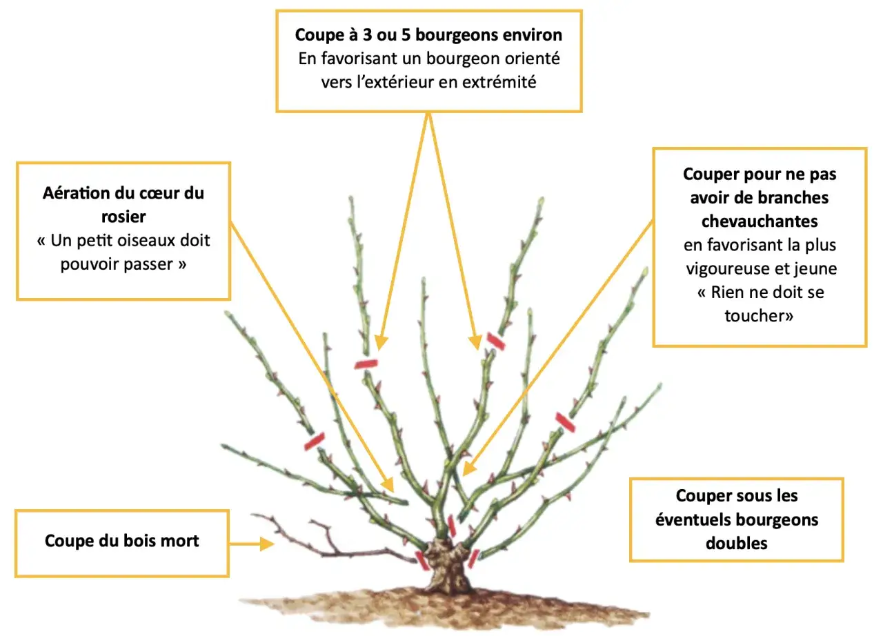 Illustration montrant comment tailler un rosier : aérer le cœur, couper le bois mort, favoriser les bourgeons extérieurs et éviter les branches qui se touchent.