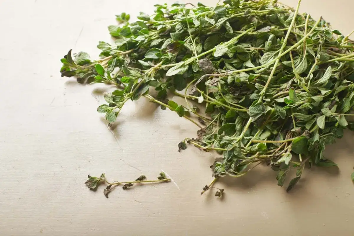 Pęczek świeżego oregano, idealny do pizzy, sosów i sałatek. To zioło dodaje potrawom śródziemnomorskiego aromatu.