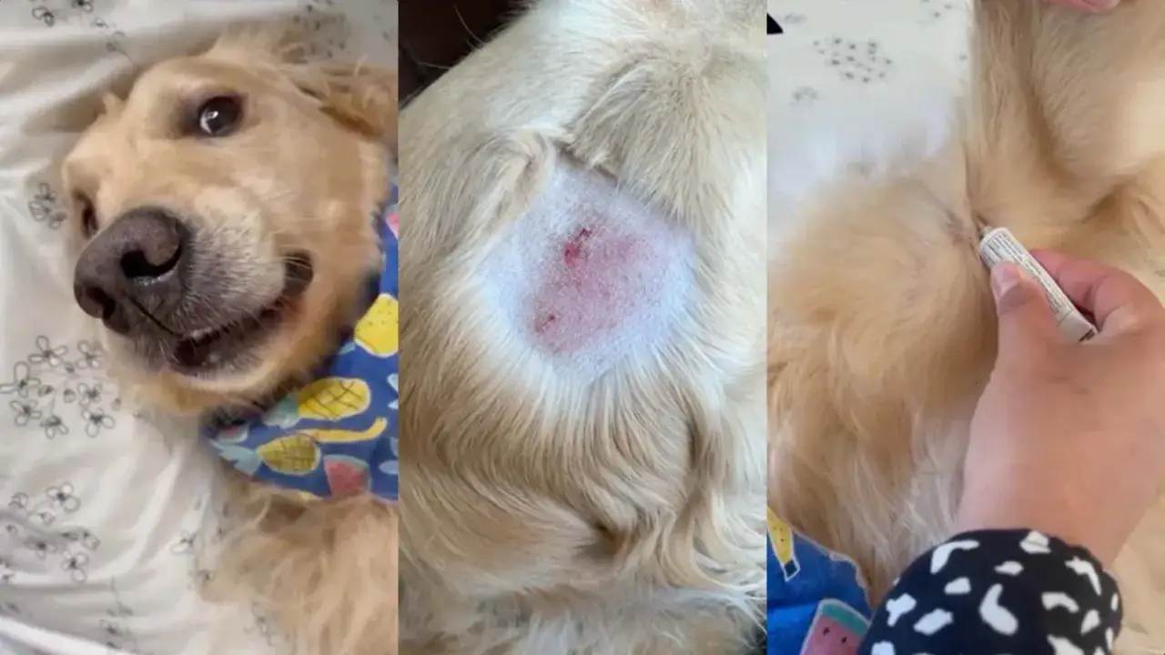 Goldener Retriever mit Hotspot am Rücken, der behandelt wird.