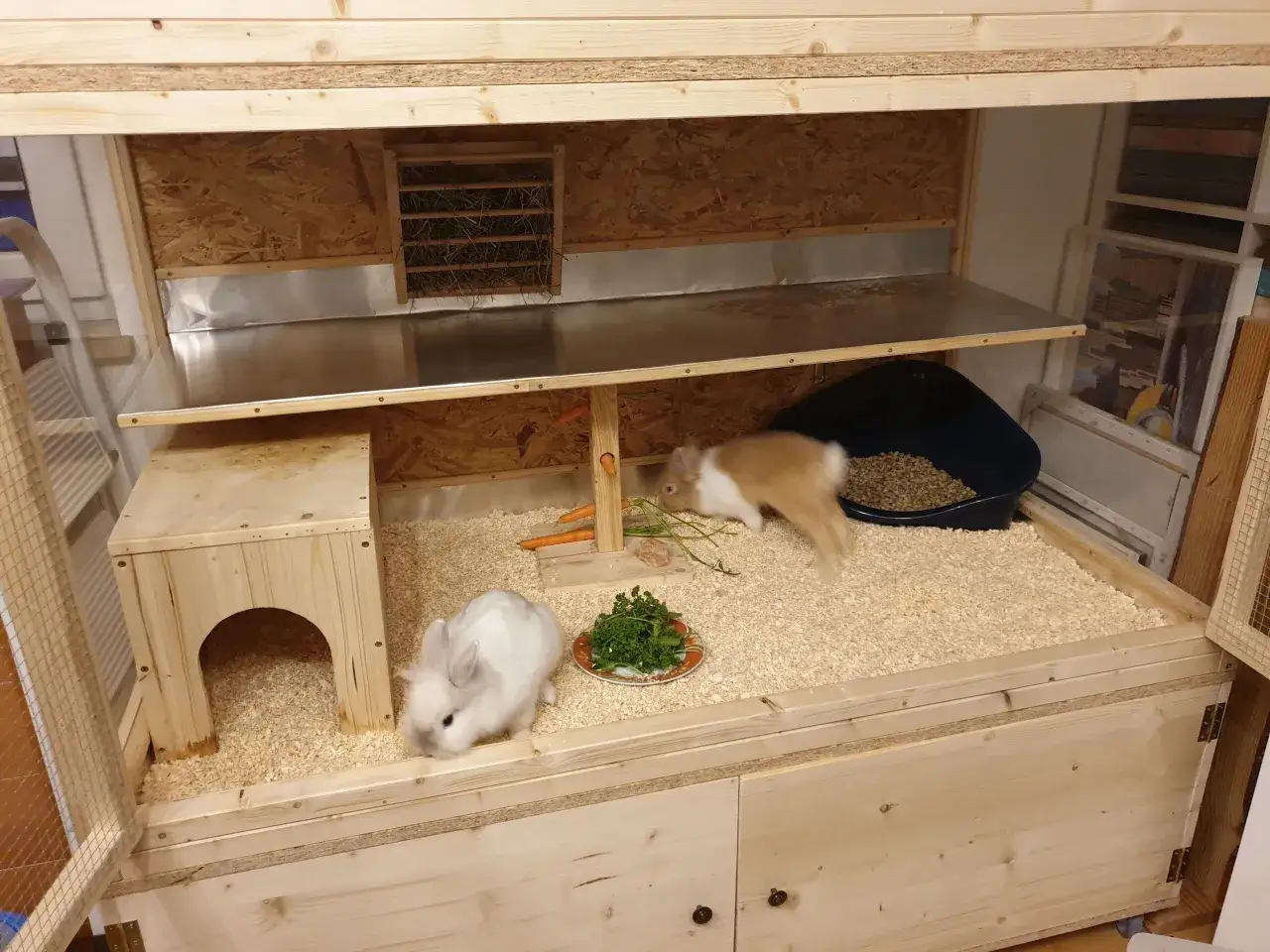 Zwei Kaninchen genie&szlig;en ihr Futter in einem selbstgebauten Stall. Der **Kaninchenstall innen selber bauen** ist ger&auml;umig und mit Holzsp&auml;nen ausgelegt.