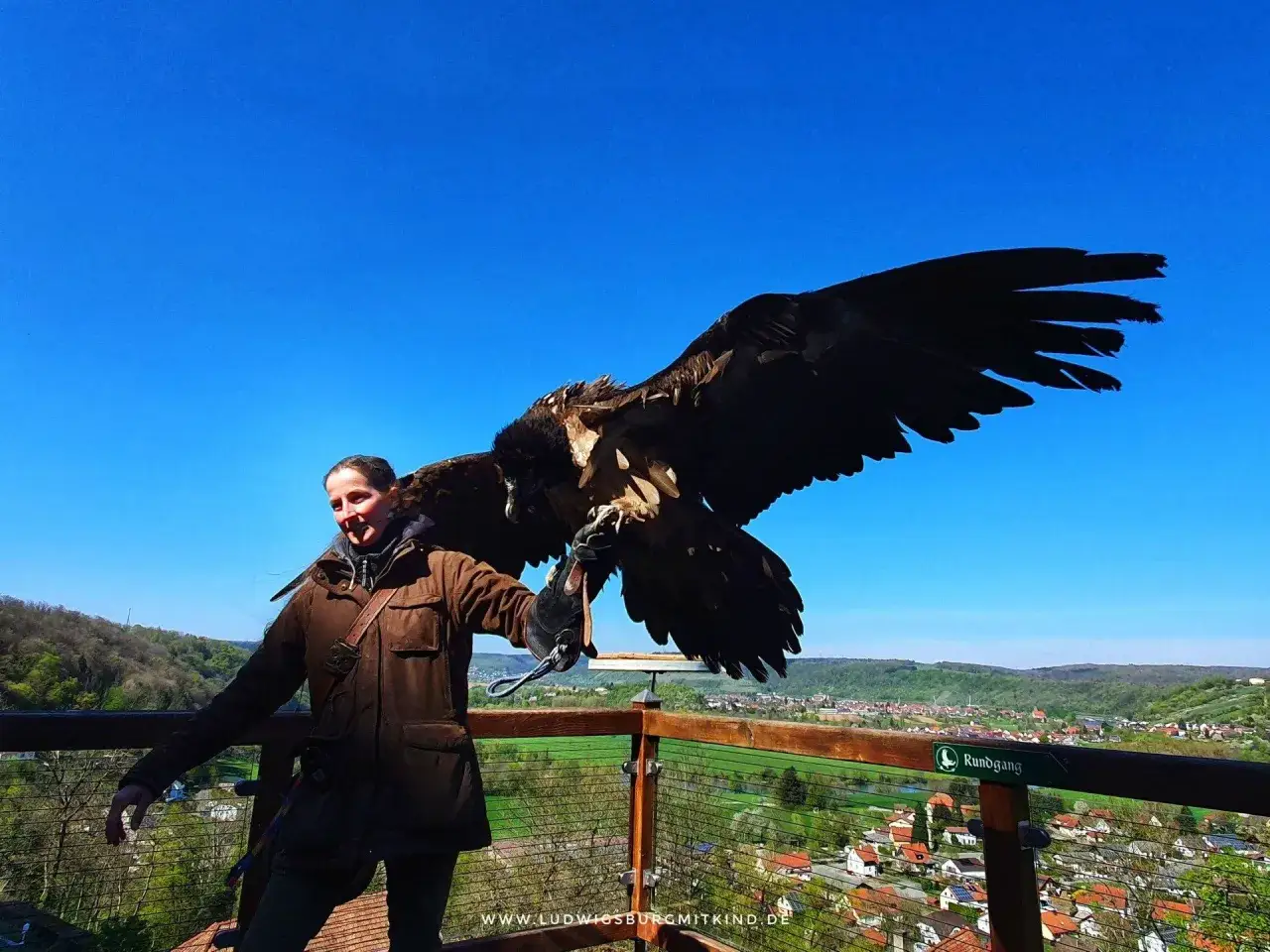 Falknerei Guttenberg: Ein Adler breitet seine Flügel aus, während ein Falkner ihn auf einem Aussichtspunkt hält.