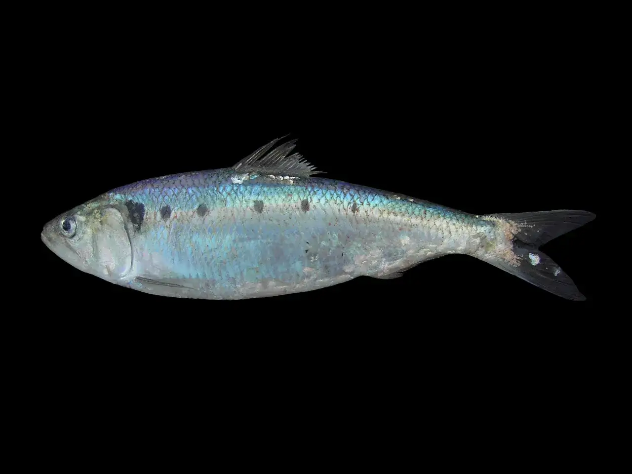 Ein glänzender, bläulicher Fisch mit dunklen Flecken, ein finte Fisch, liegt auf schwarzem Hintergrund.