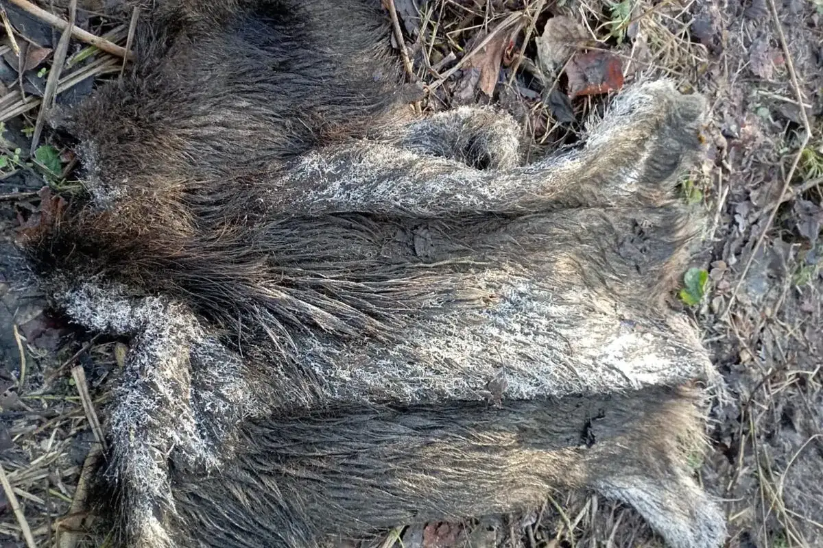 Szara, zmrożona sierść dzika leży na ziemi. To smutny widok dzik&oacute;w w Polsce, kt&oacute;re nie przetrwały zimy.