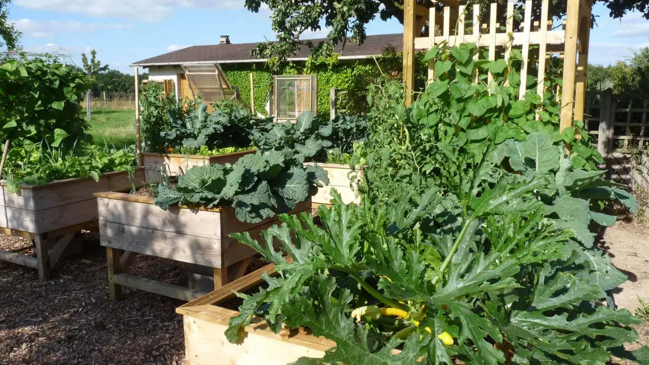 Un potager luxuriant avec des courgettes blanches, des choux et des tomates dans des carr&eacute;s potagers en bois.