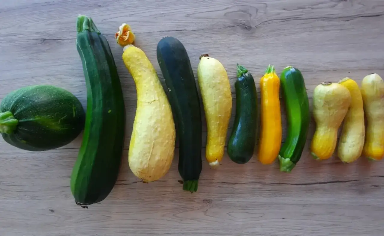 Une collection de courgettes de diff&eacute;rentes couleurs et formes, dont une courgette italienne longue verte fonc&eacute;e.