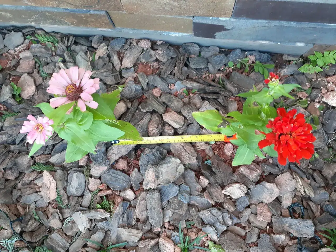 Zinnie rosa e rosse in fiore, con metro per misurare la crescita. Ideale per capire quando seminare.