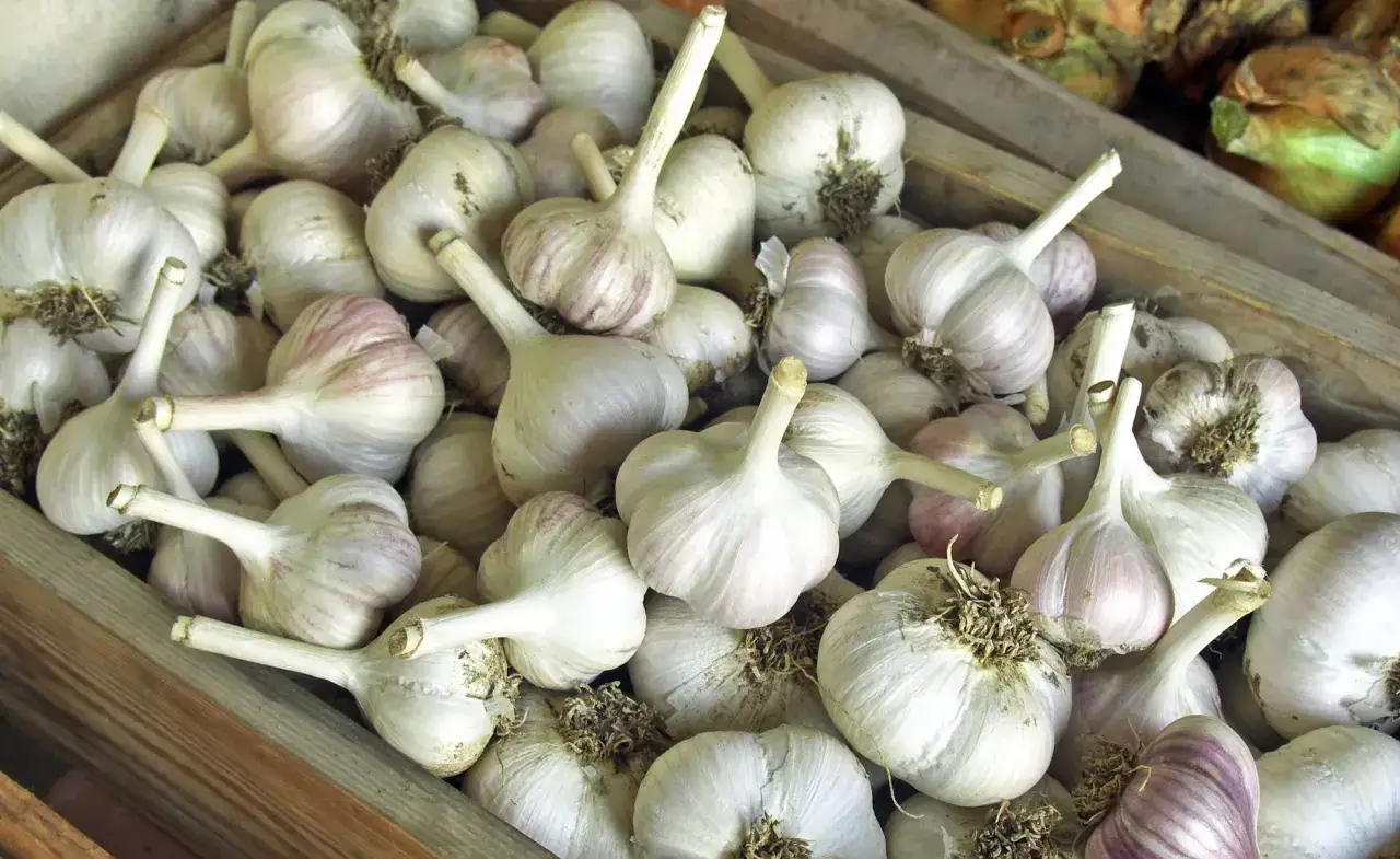 Ein Korb voller frischer Knoblauchzehen, bereit zum **Knoblauch lagern**. Die weißen und violetten Köpfe liegen dicht beieinander.