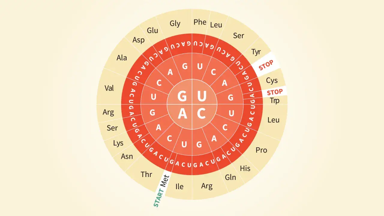 Ruota genetica che mostra codoni e aminoacidi. Per sapere quanti grammi di aminoacidi essenziali al giorno, consulta un nutrizionista.