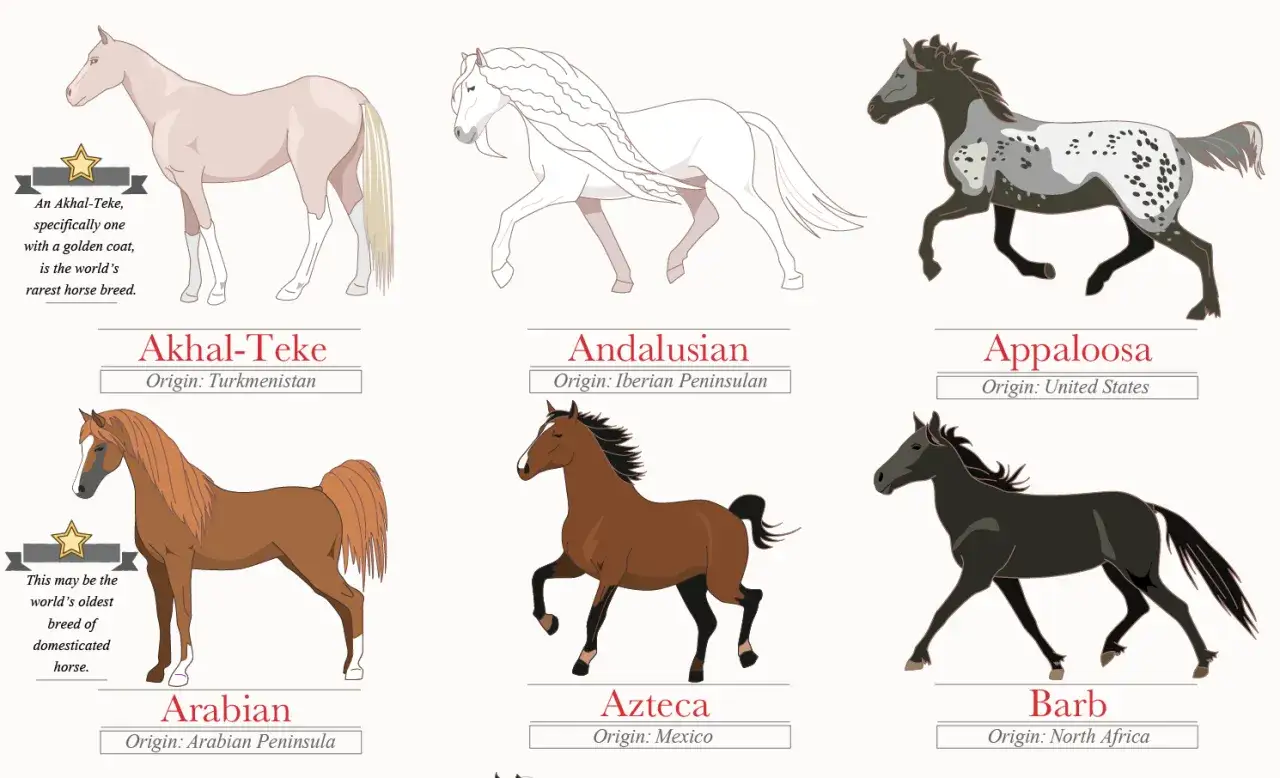 Ilustracja przedstawia 6 ras koni: Akhal-Teke, Andaluzjana, Appaloosa, Arab, Azteca i Barb. Ile jest ras koni na świecie? To tylko kilka z nich!