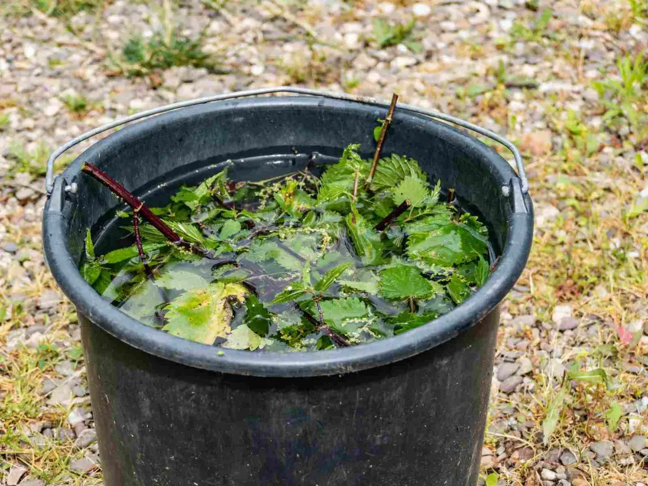Secchio nero pieno d'acqua e foglie di ortica, pronto per diventare macerato di ortica, un fertilizzante naturale.