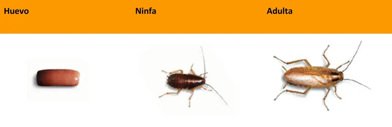 Ciclo de vida de la cucaracha alemana: huevo, ninfa y adulta. La ninfa es una cría de cucaracha alemana.