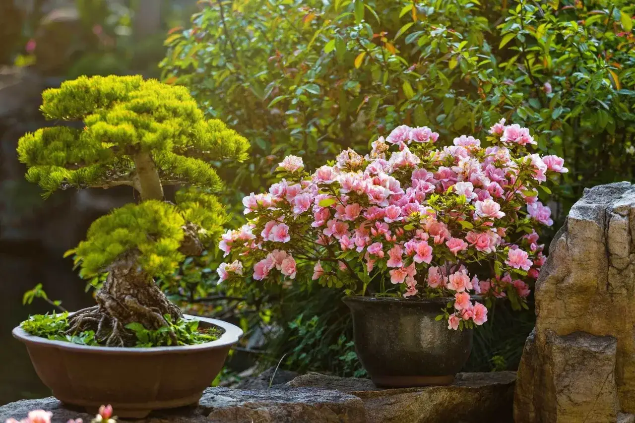 Ein Bonsai und ein bl&uuml;hender Strauch mit rosa Bl&uuml;ten, ideal f&uuml;r den kamelie standort, stehen auf Steinen im Garten.