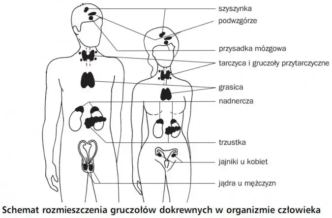 układ dokrewny schemat