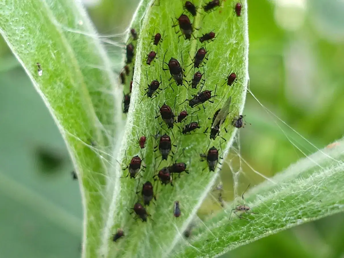 Une invasion de pucerons sur une feuille verte. Un traitement est nécessaire pour le traitement puceron.