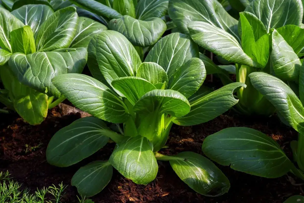 Gröna, frodiga pak choi-plantor växer i mörk jord. Enkla att odla, dessa bladgrönsaker är redo att skördas.