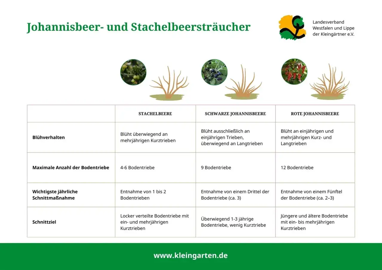Vergleich von Johannisbeer- und Stachelbeerstr&auml;uchern, inklusive Schnittma&szlig;nahmen. Die Tabelle zeigt Unterschiede bei Bl&uuml;hverhalten, Bodentrieben und Schnittziel.