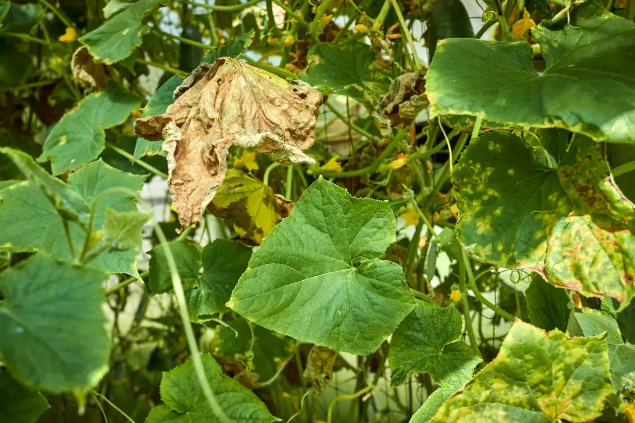 Verwelkte Bl&auml;tter und gelbe Flecken auf Gurkenpflanzen. Ein vertrocknetes Blatt liegt &uuml;ber einem gesunden gr&uuml;nen Blatt.