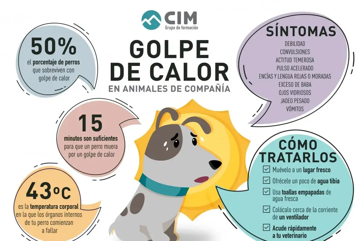 Un perro sufre un golpe de calor. La infograf&iacute;a advierte sobre los s&iacute;ntomas, la temperatura cr&iacute;tica (43&deg;C) y c&oacute;mo tratarlo, ya que los perros sudan poco.
