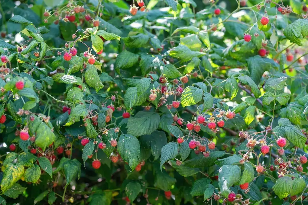 Reife Himbeeren h&auml;ngen an einem Strauch. Die gr&uuml;nen Bl&auml;tter und roten Fr&uuml;chte sind bereit zum Ernten. Ein sch&ouml;ner Anblick, wenn man an Himbeeren pflanzen denkt.