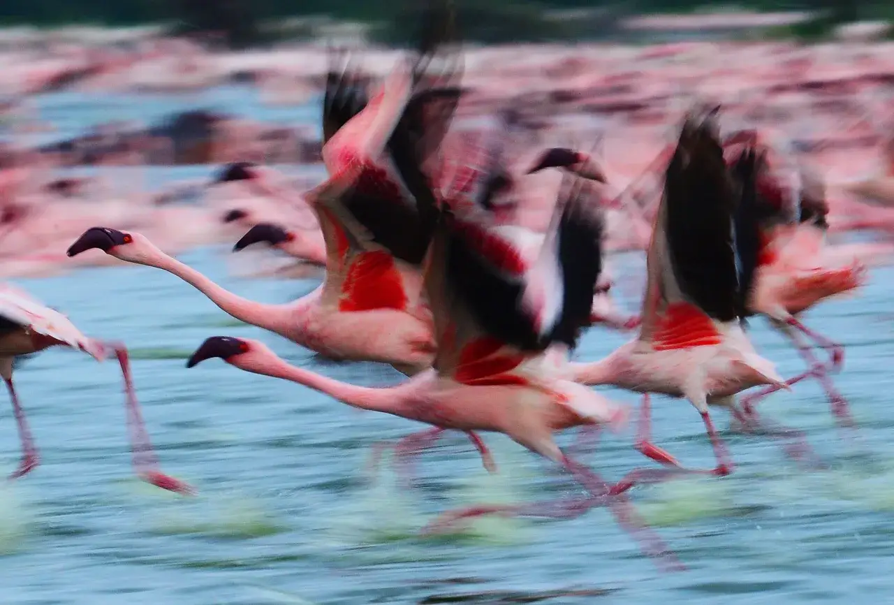 Różowe flamingi w locie nad wodą jeziora Natron, ich skrzydła i nogi rozmyte ruchem.