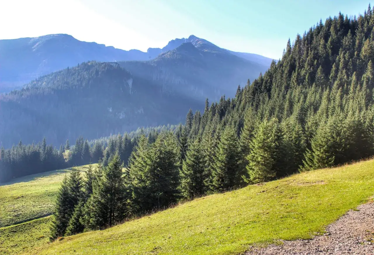 Widok na Tatry z zieloną halą i lasem świerkowym. W oddali majaczą szczyty, a na zboczu widać ścieżkę. To idealne miejsce na spacer po **kalatówkach**.