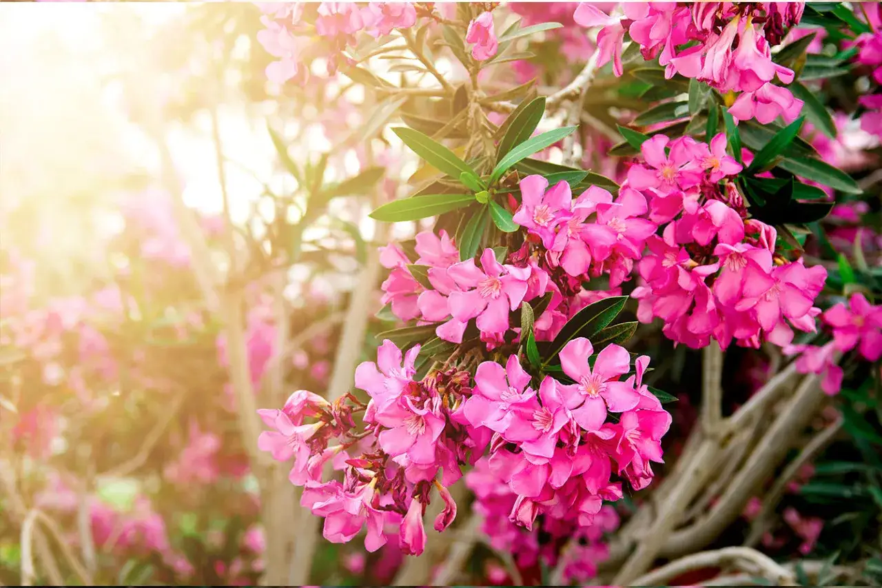 Des lauriers roses en pleine floraison, baign&eacute;s de soleil. Pour un tel &eacute;clat, quel engrais pour laurier rose utiliser ?