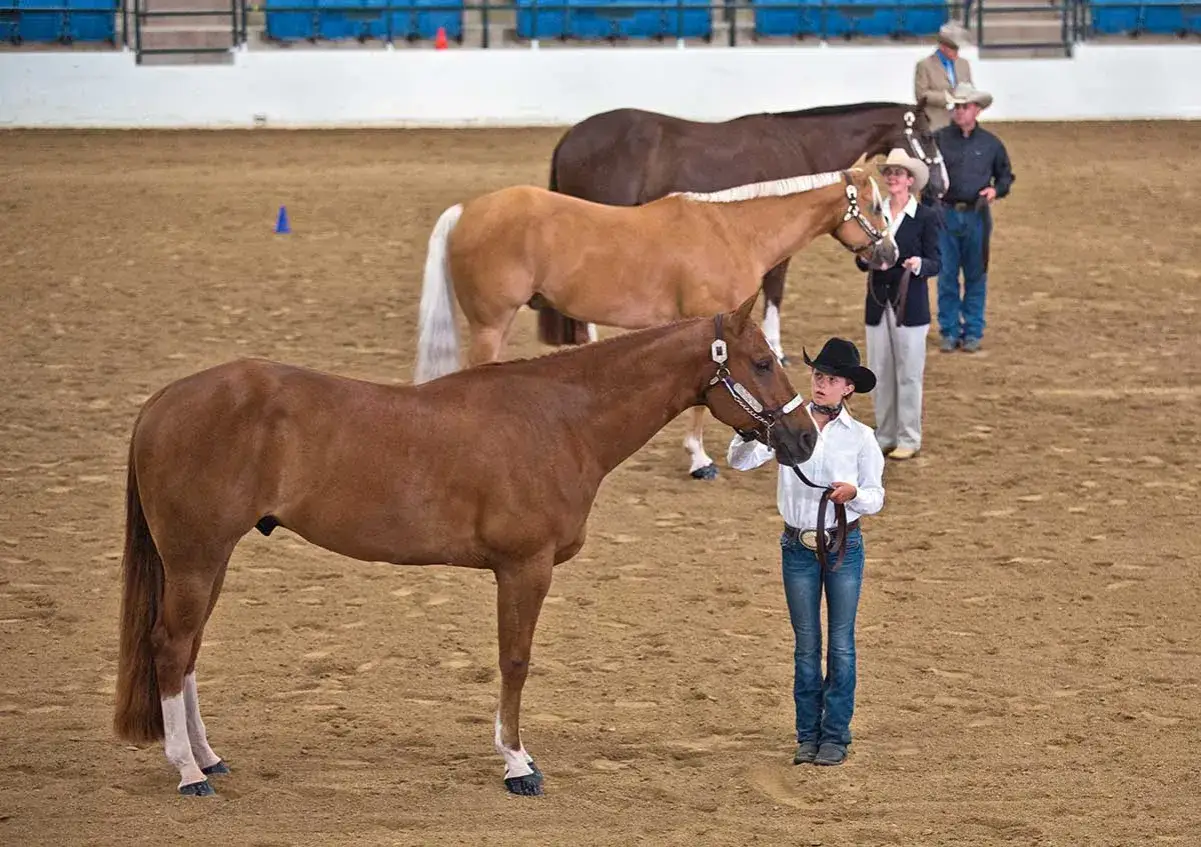 Ein junger Reiter präsentiert stolz sein Quarter Horse. Das Gewicht des Pferdes ist gut proportioniert für die Rasse.