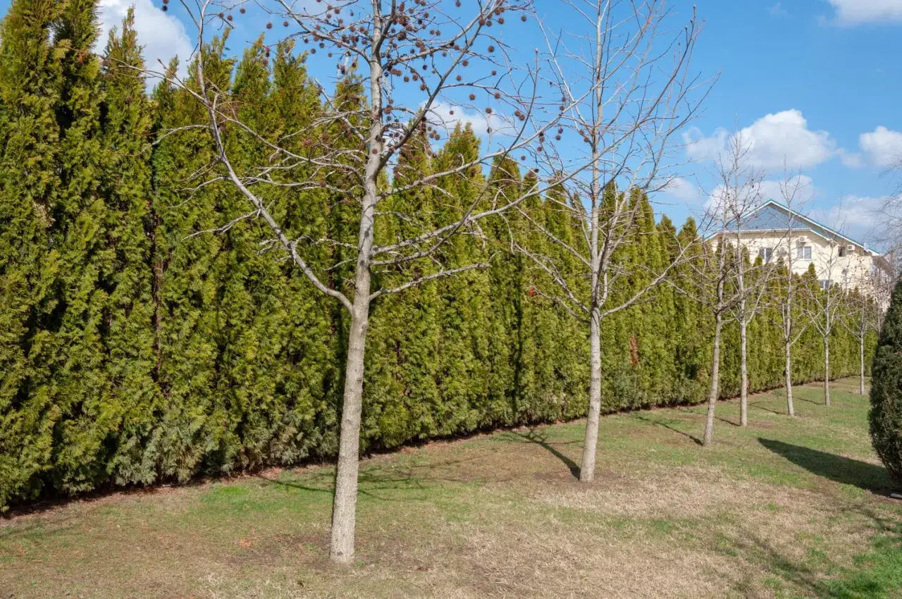 Une haie anti bruit dense et verte borde un jardin avec des arbres dénudés. Une maison est visible au loin.