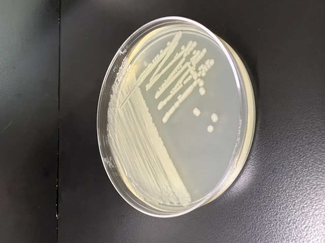 Colonia di Pseudomonas putida su piastra di Petri, con crescita densa e isolata.