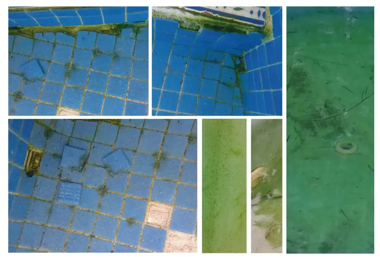 La piscina está cubierta de algas verdes, cubriendo las baldosas azules y el fondo.