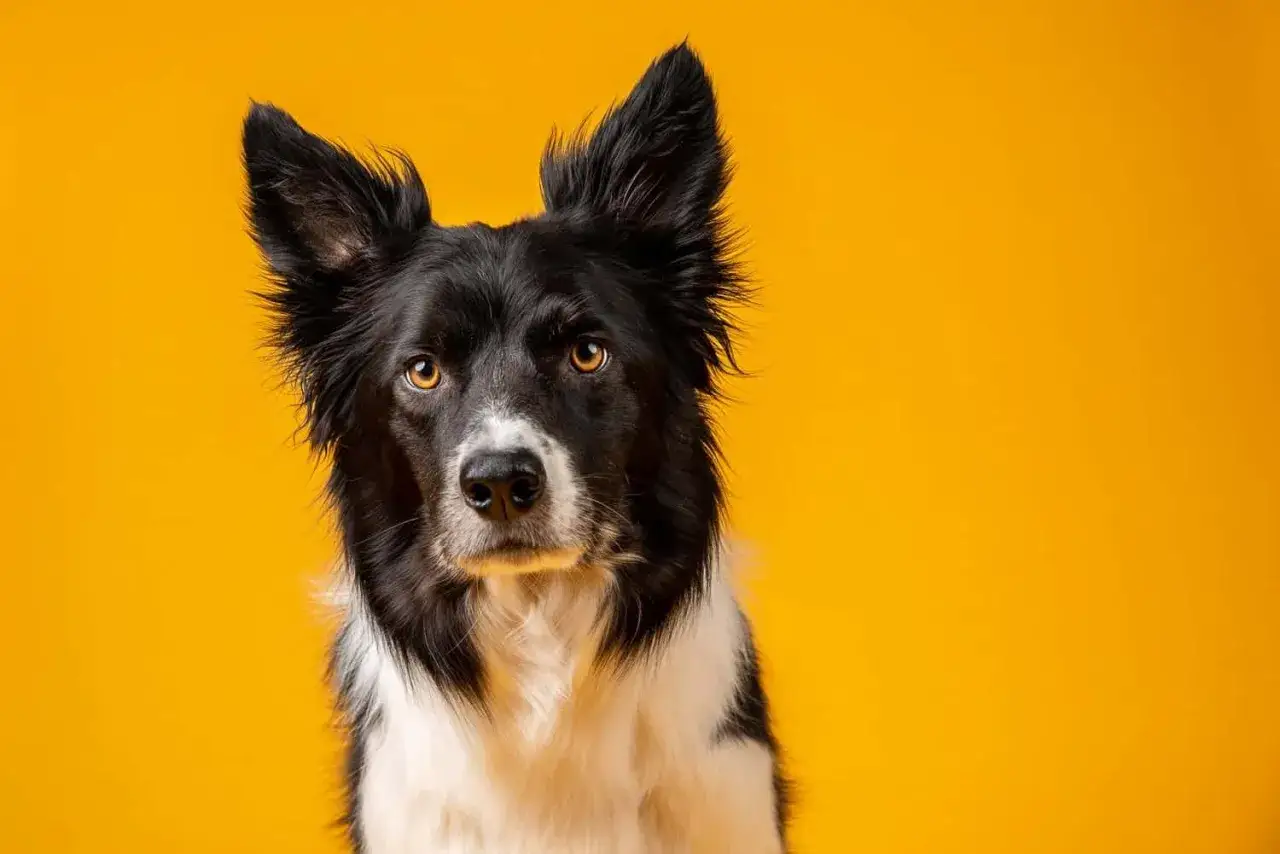 Portret inteligentnego border collie z czarno-białym futrem i bursztynowymi oczami na jaskrawożółtym tle. To jedne z najpiękniejszych zdjec zwierzat.