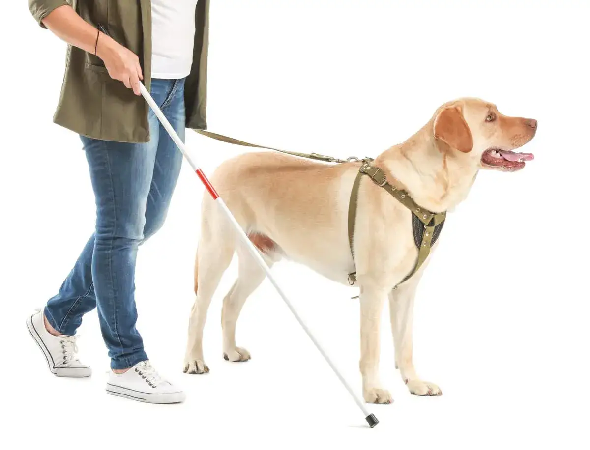 Un cane per ciechi, un labrador dorato con imbracatura, cammina al fianco di una persona che tiene un bastone bianco.