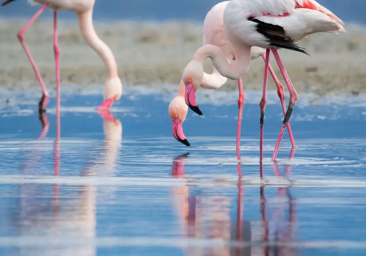 Południowa Sardynia Cagliari flamingi