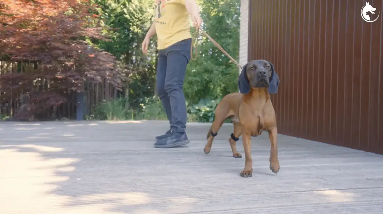 Brauner Hund mit schwarzer Schnauze und Schlappohren wird an der Leine gef&uuml;hrt. Training f&uuml;r Frustrationstoleranz beim Hund.