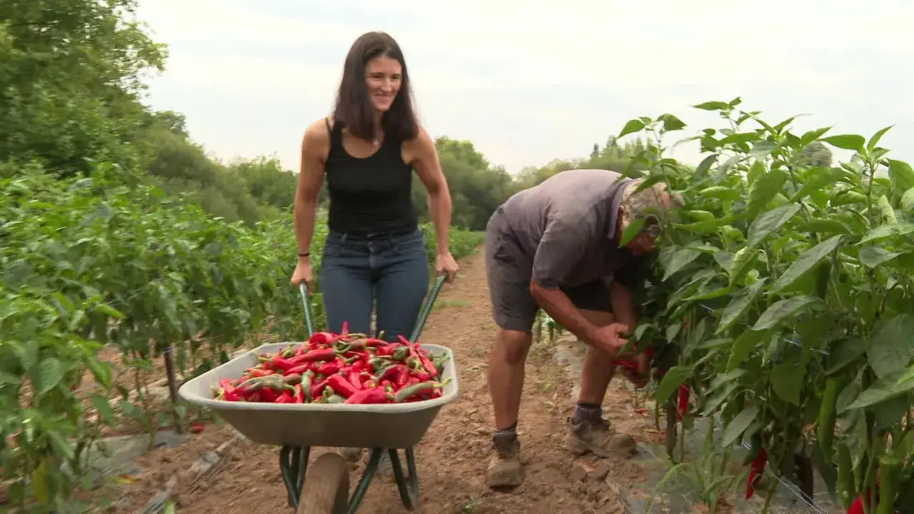 Récolte de piments d'Espelette. Une femme pousse une brouette pleine de piments rouges, tandis qu'un homme cueille des piments sur les plants.