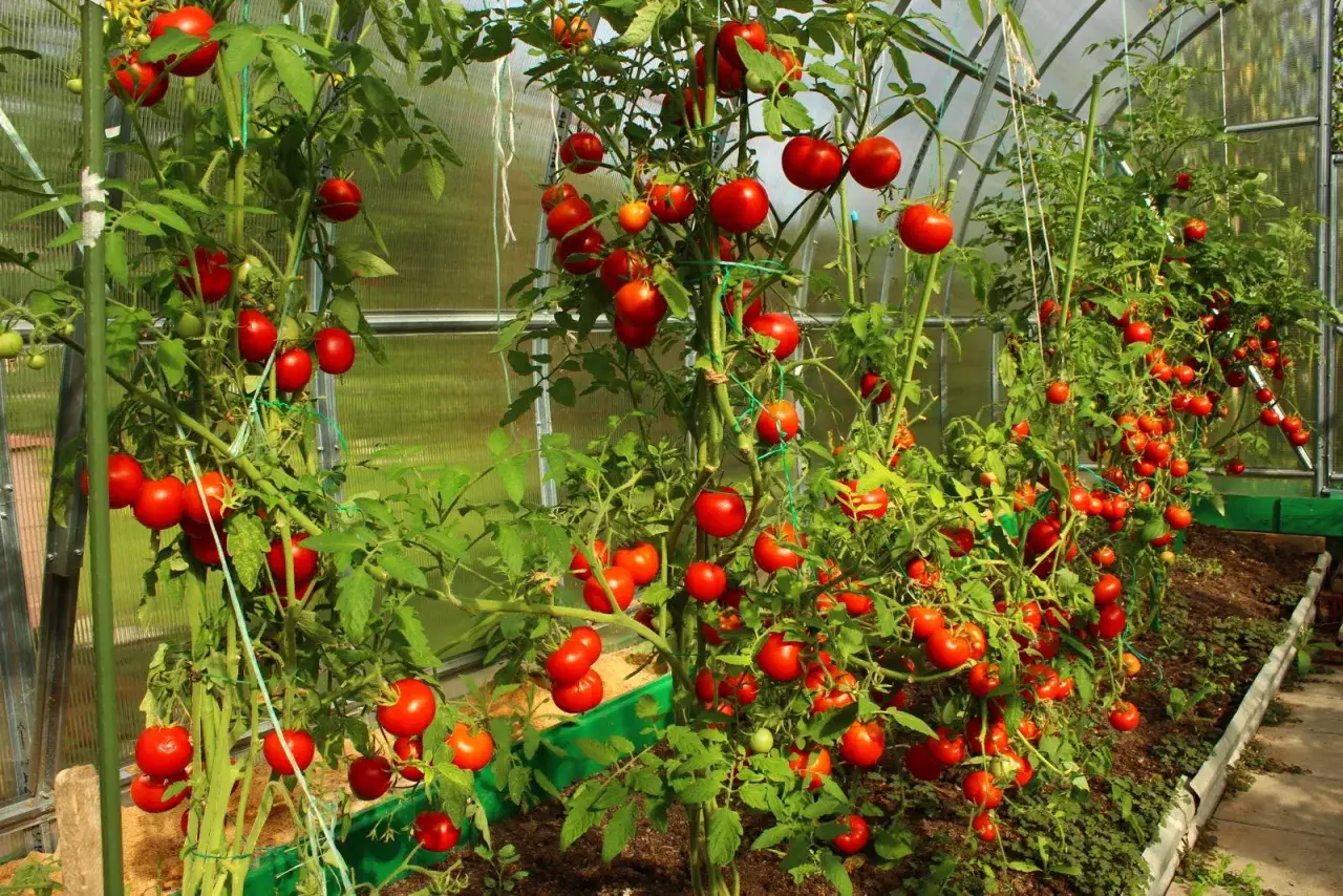 Reife Tomaten h&auml;ngen an &uuml;ppigen Pflanzen in einem Gew&auml;chshaus. Die gr&uuml;nen Bl&auml;tter und roten Fr&uuml;chte bilden einen sch&ouml;nen Kontrast.