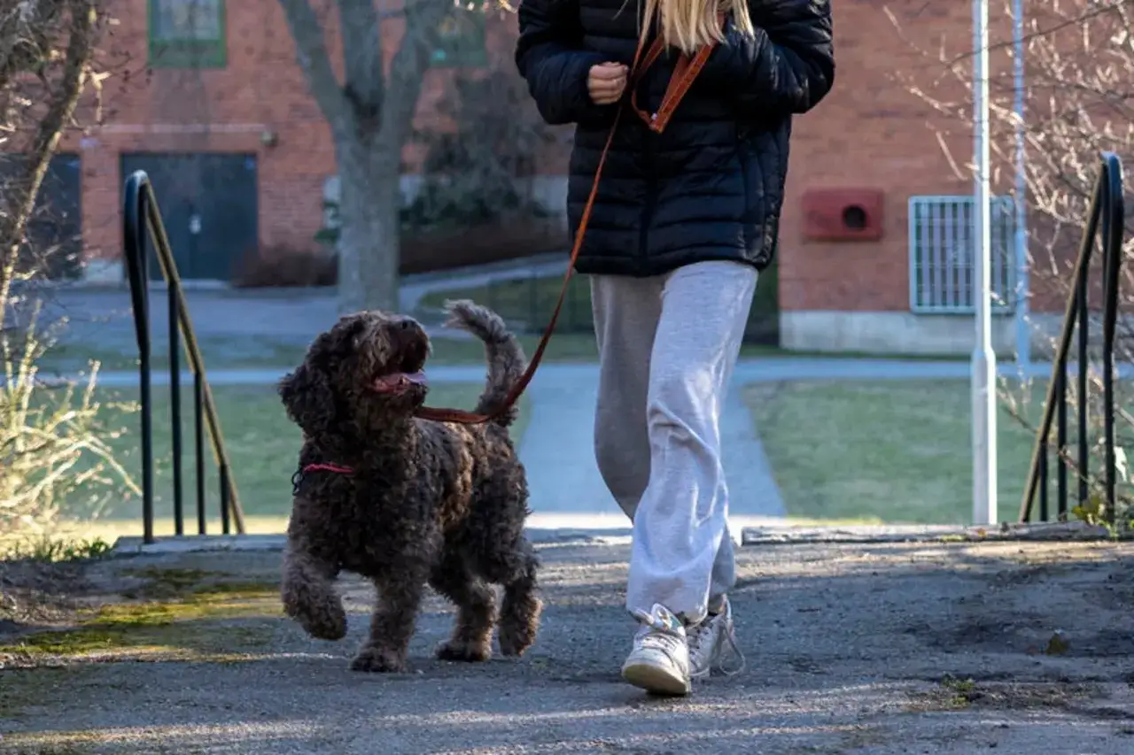 En person g&aring;r med en brun, lockig hund p&aring; en stig. En del av deras valpskola vecka f&ouml;r vecka.