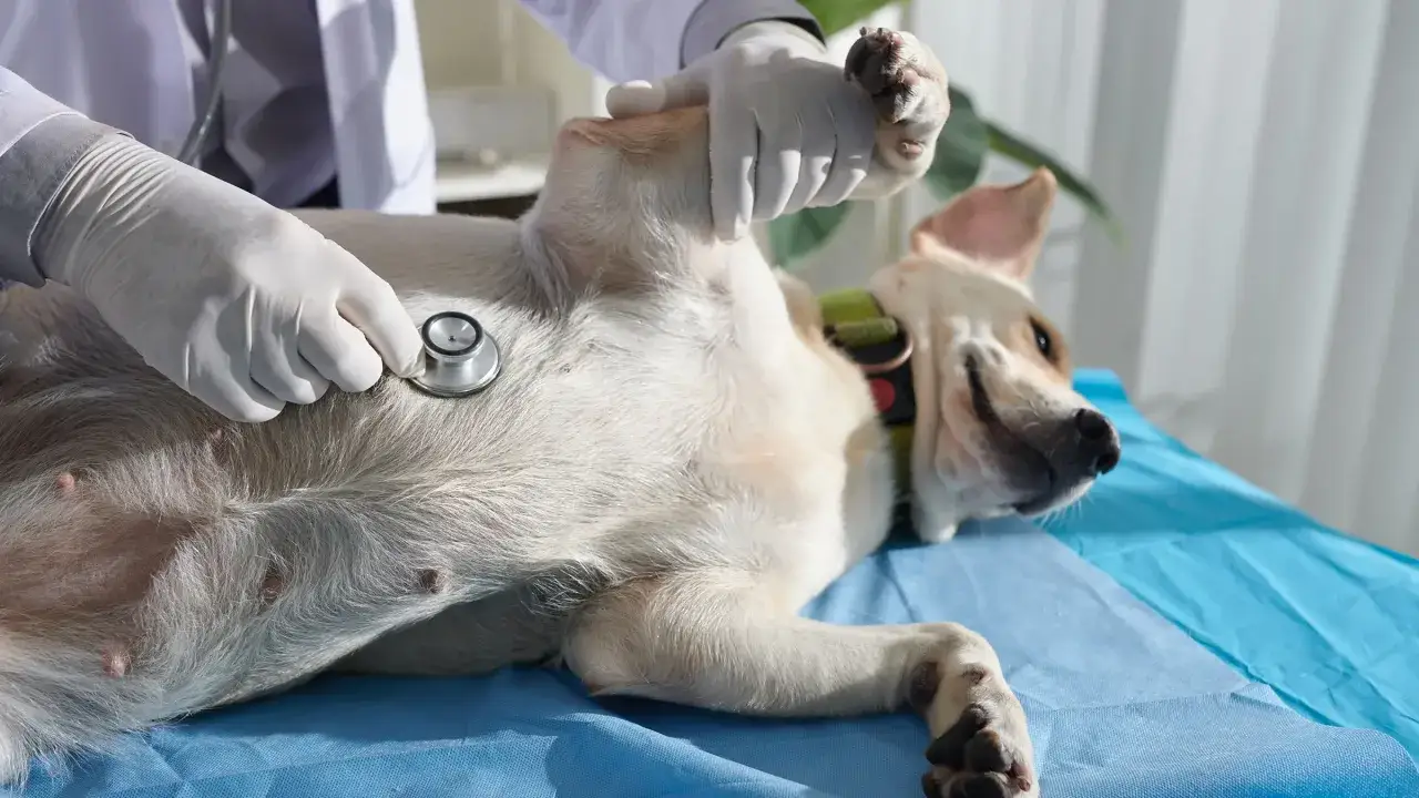 Vétérinaire auscultant un chien de 12 ans, peut-être pour un souffle au cœur. Le chien est couché sur le dos, détendu.